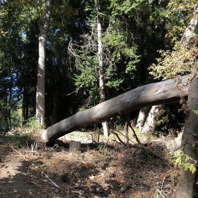 Log ride