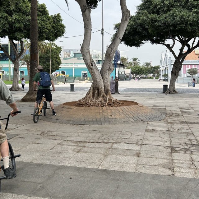 Tree bank
