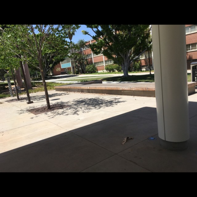Wood Ollies