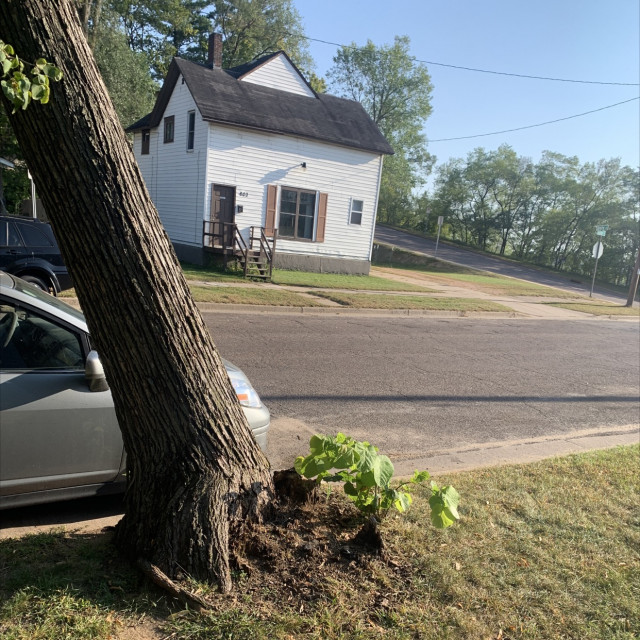 Tree ride 