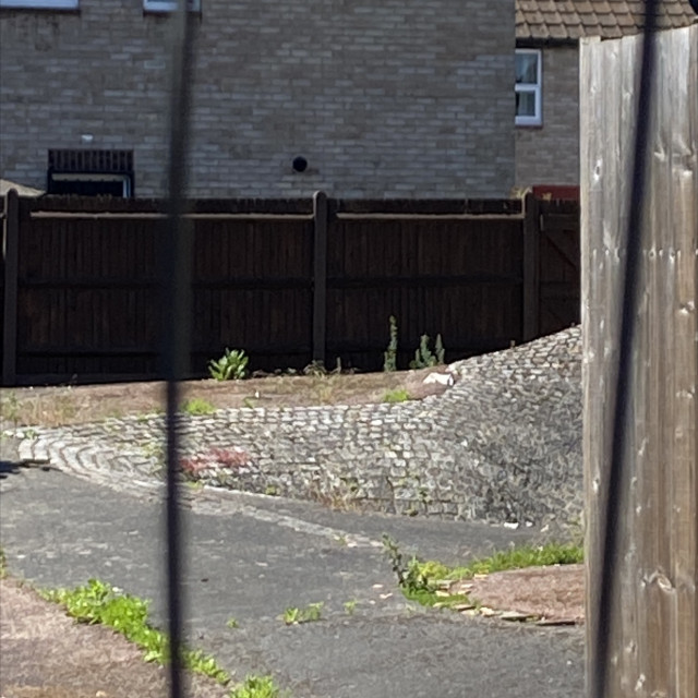 Spot #25837