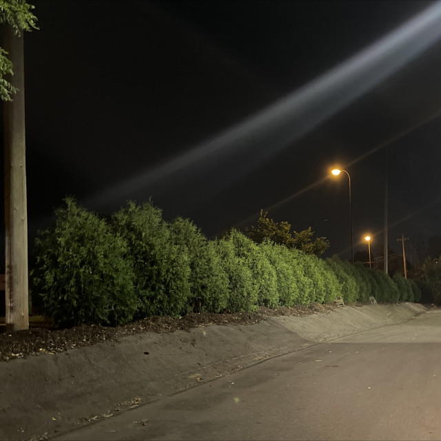 Tree bank 
