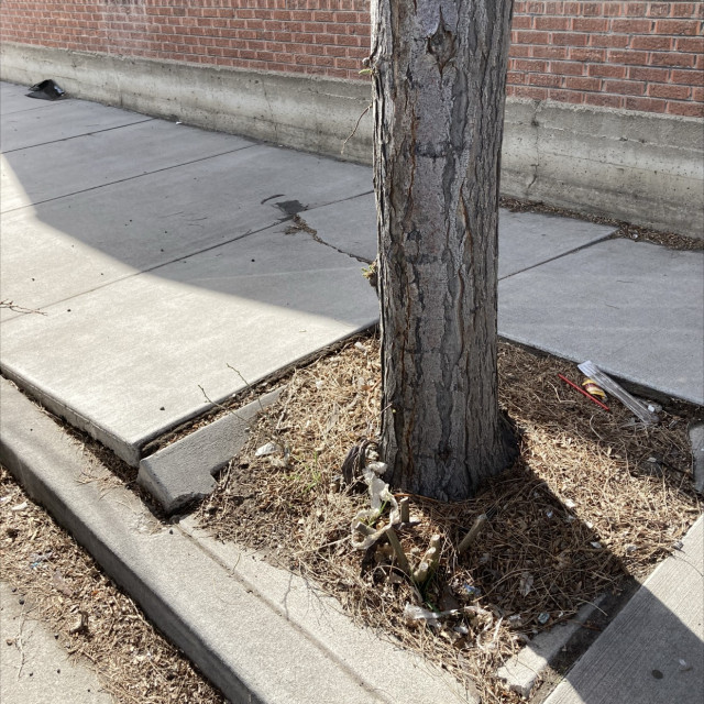 cracked sidewalk kicker tree gap