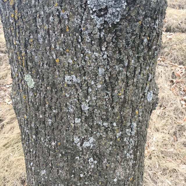 Spot #16806