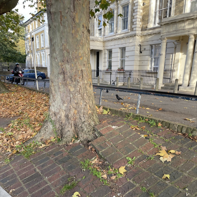 Bump to tree 