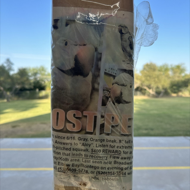 Lost ass bird 