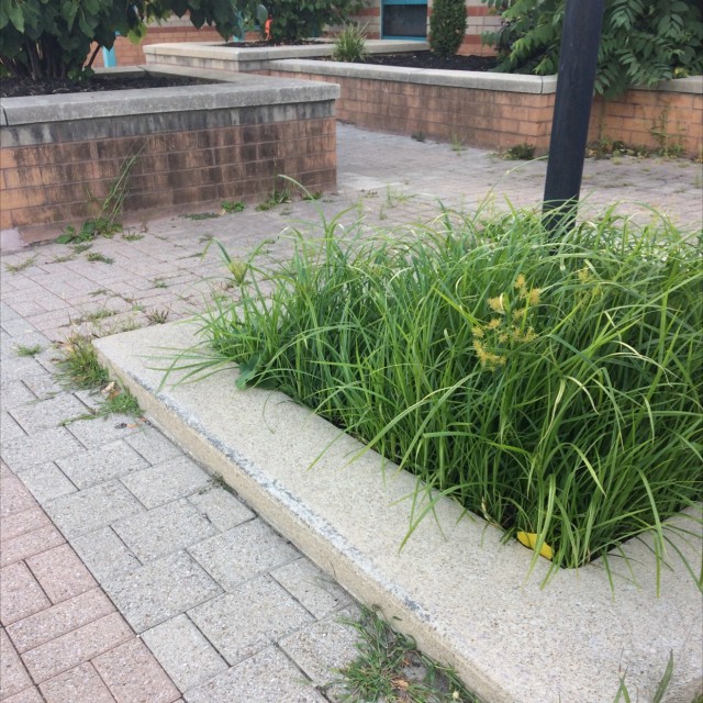 Ledge and 3 stair 