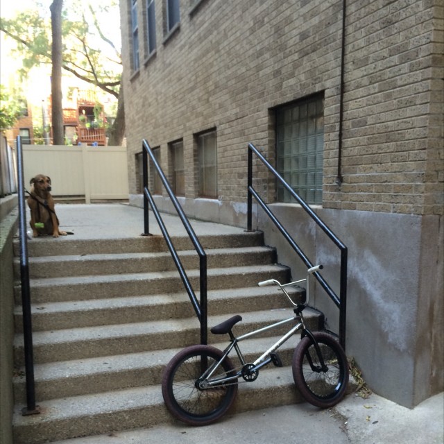 Dog Rail