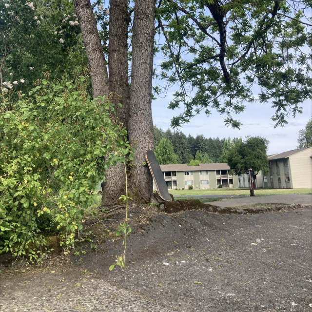Bank to curb to curb to tree 