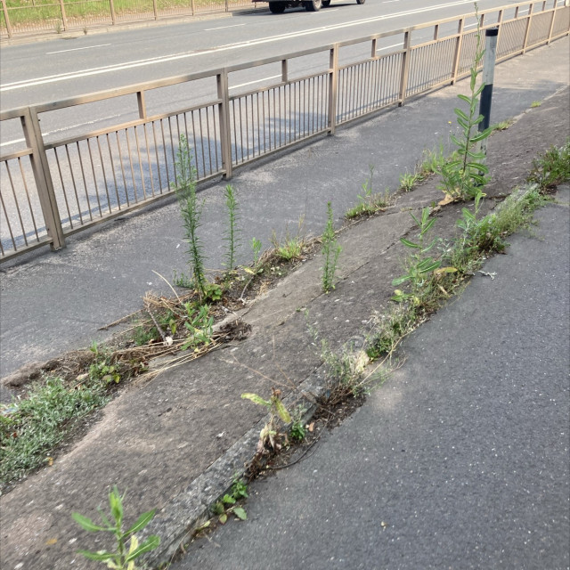 Spot #42730