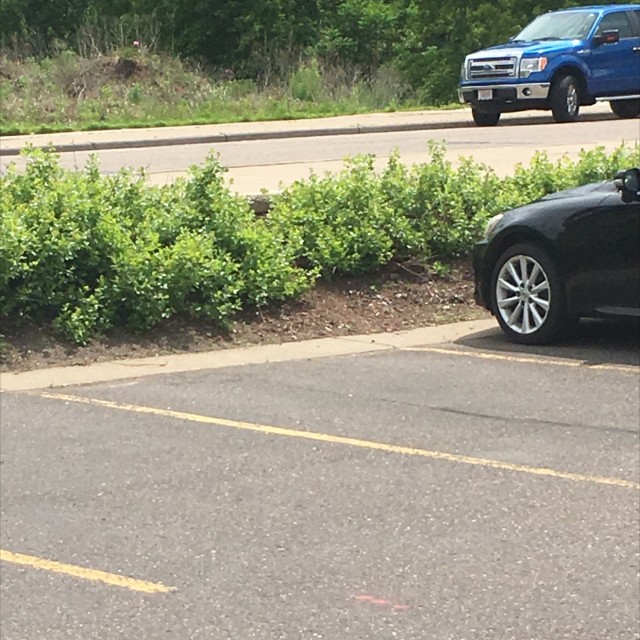 Bush gap