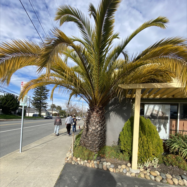 Sponge bobs house/big ass pineapple 